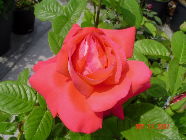 'Typhoo Tea' rose photo