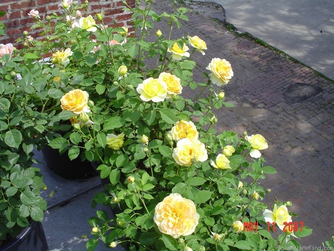 'Molineux' rose photo