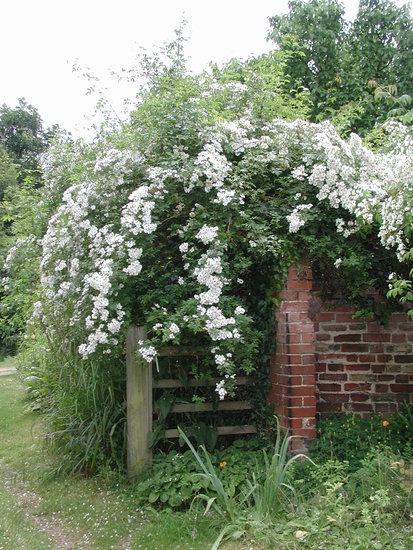 'Lime Kiln Rose Garden'  photo