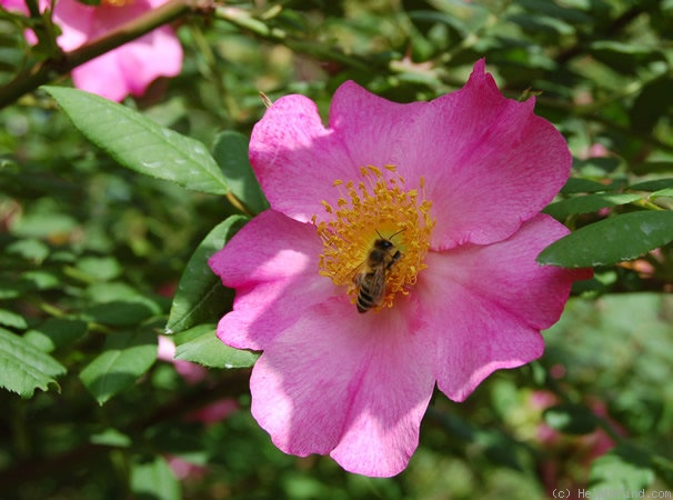 '<i>Rosa</i> x <i>coryana</i> Hurst' rose photo