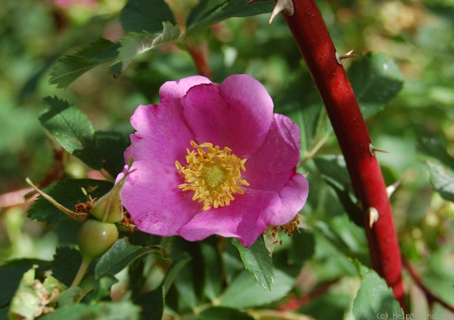 '<i>Rosa acicularis</i> var. <i>nipponensis</i> (Crép.) Koehne' rose photo