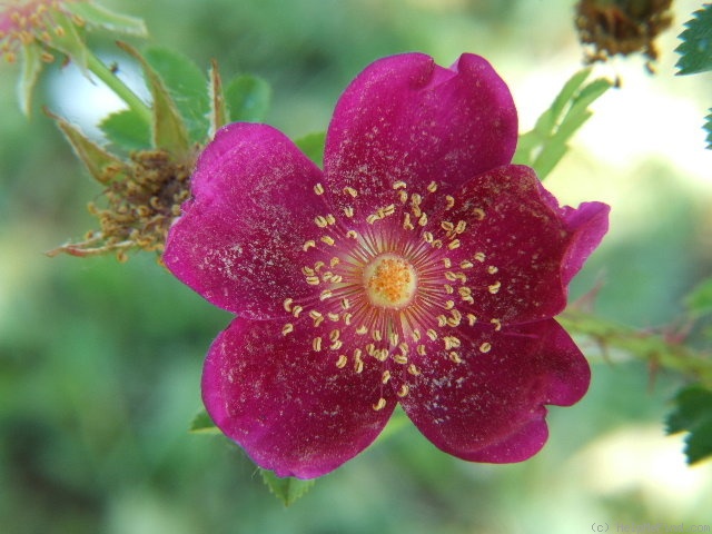 '<i>Rosa pimpinellifolia</i> 'rubra'' rose photo