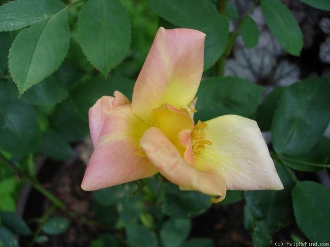 'Gottfried Keller' rose photo
