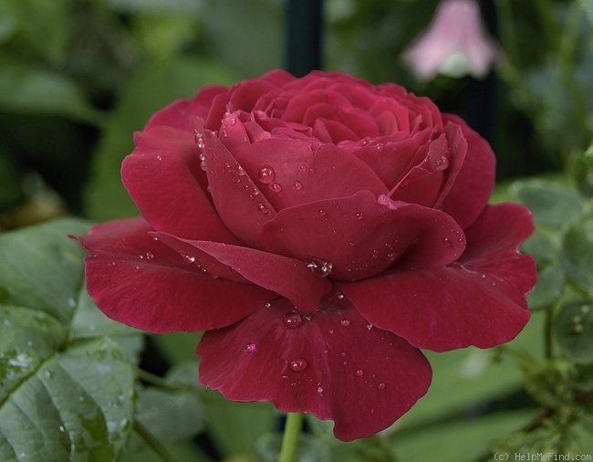 'L. D. Braithwaite' rose, click to enlarge 'L. D. Braithwaite' rose photo