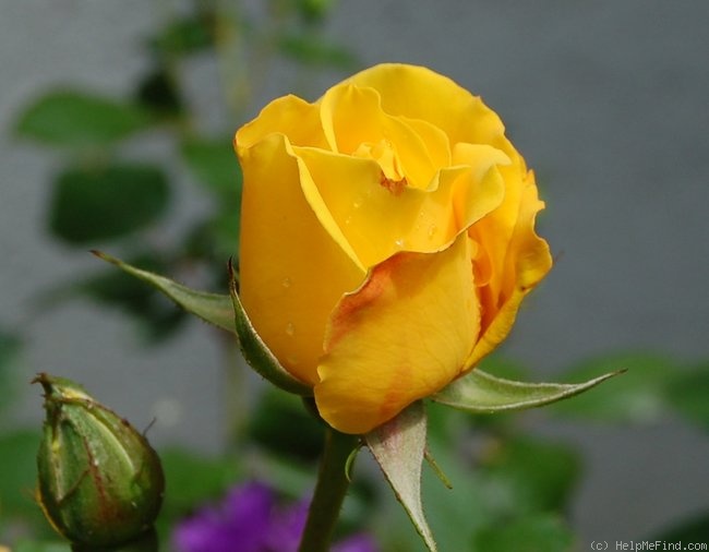 'Goldmarie 82' rose photo