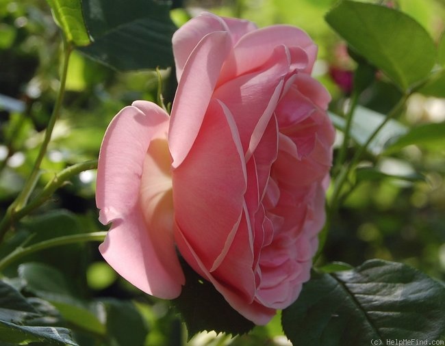 'Astrid Lindgren' rose photo