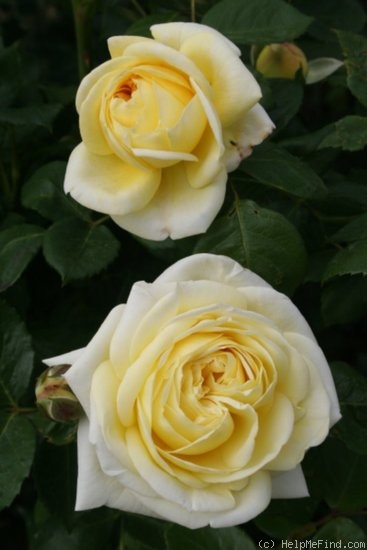 'Gruss an Oldenburg' rose photo