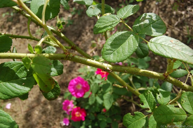 'Portlandica' rose photo