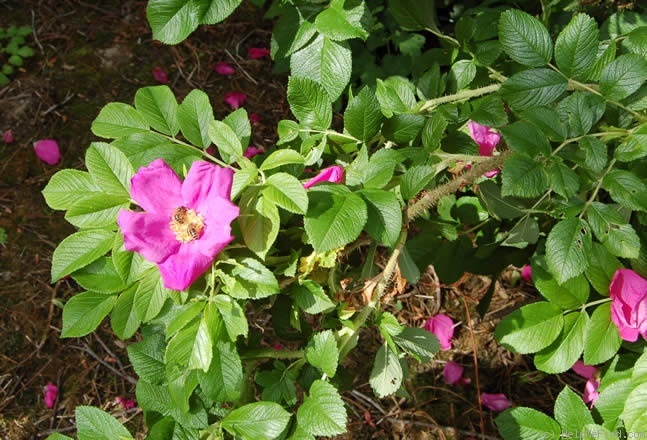 'Scabrosa' rose photo
