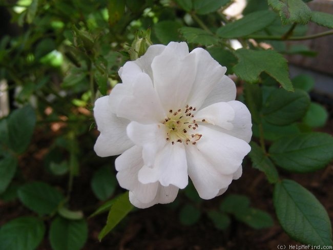 'Cassie' rose photo
