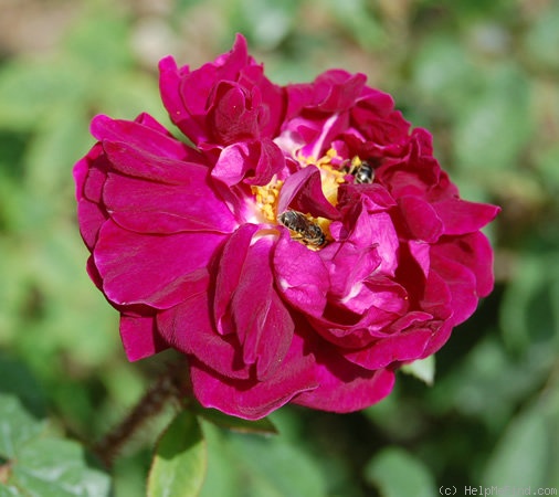 'Nuits de Young (Moss, Laffay, 1845)' rose photo