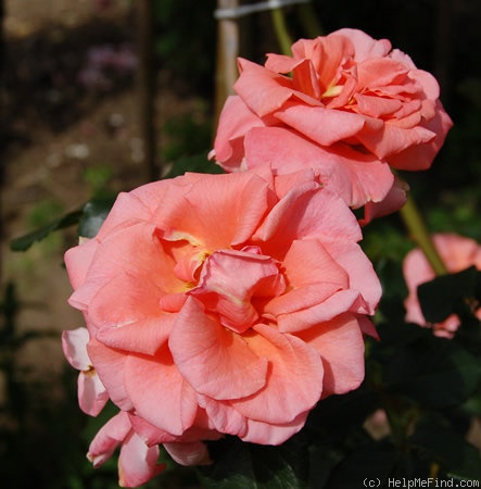 'Kalinka, Cl.' rose photo