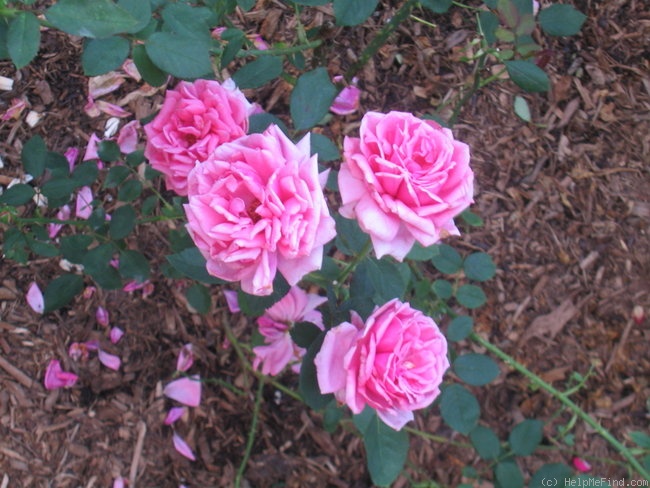 'Curly Pink' rose photo