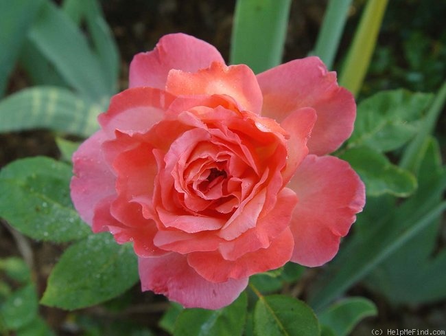 'Peach Beauty' rose photo