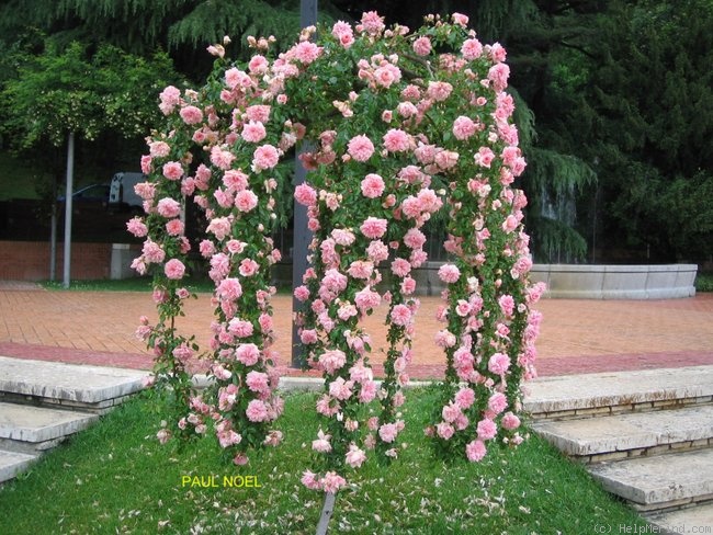 'Paul Noël (Rambler, Tanne, 1910)' rose photo