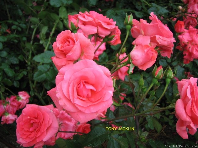 'Tony Jacklin' rose photo