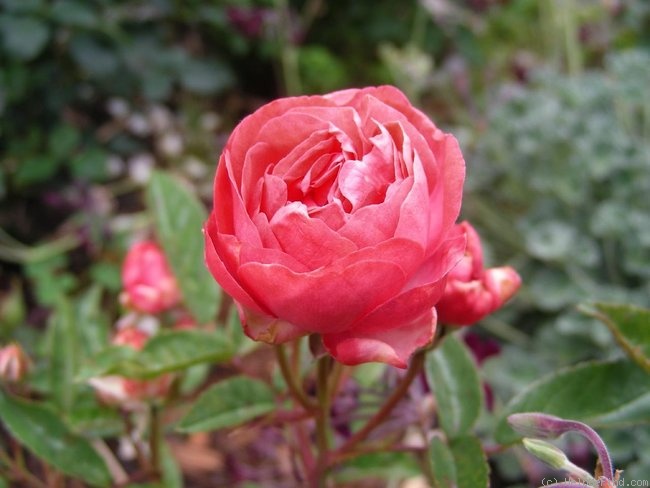 'Dick Koster' rose photo