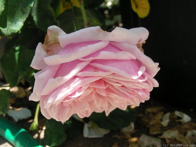 'St. Ethelburga' rose photo