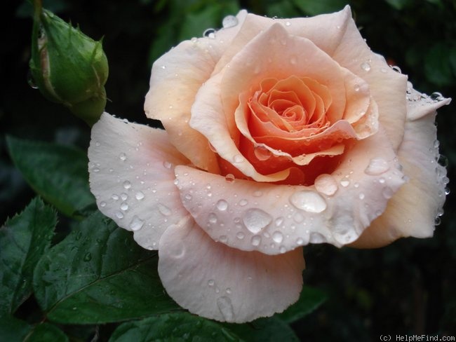 'Paco Rabanne ®' rose, click to enlarge 'Paco Rabanne ®' rose photo