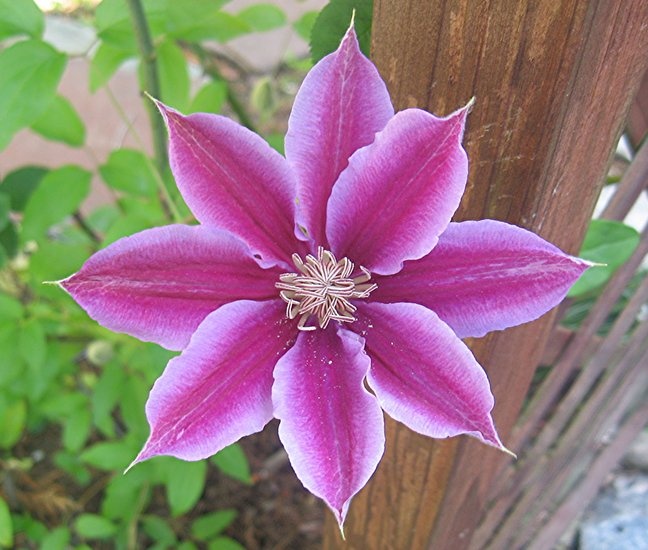 'Altora'  photo