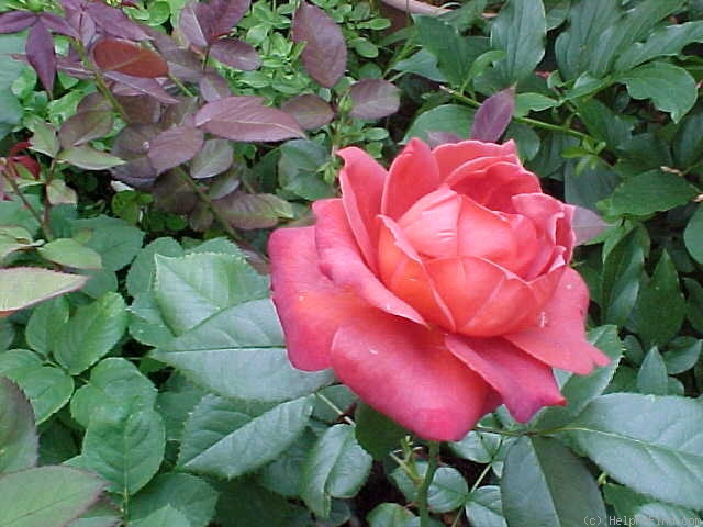 'Hot Cocoa ™ (Floribunda, Carruth 2001)' rose, click to enlarge 'Hot Cocoa ™ (Floribunda, Carruth 2001)' rose photo