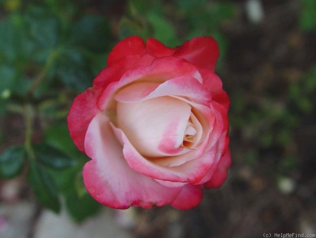 'Nostalgie ®' rose photo