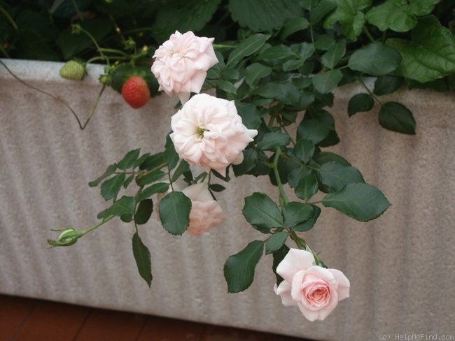 'Pearl Mirato®' rose photo