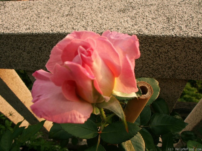 'Elle ® (hybrid tea, Mouchotte/Meilland, 1999)' rose photo