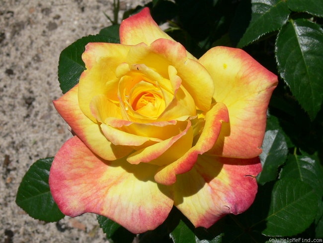 'Henrietta ® (hybrid tea, McGredy, 1991)' rose photo