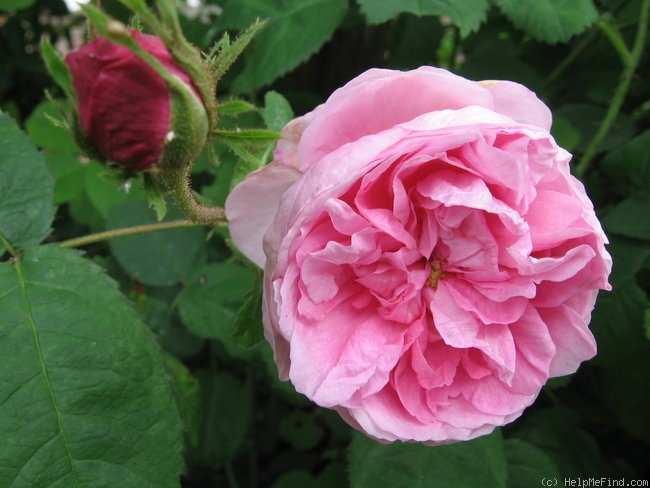 'Centfeuilles des Peintres' rose photo