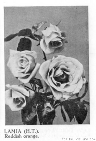 'Lamia' rose photo