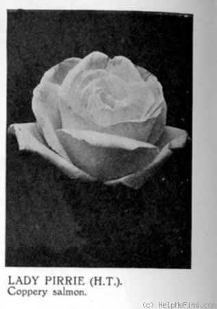 'Lady Pirrie' rose photo