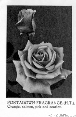 'Portadown Fragrance' rose, click to enlarge 'Portadown Fragrance' rose photo