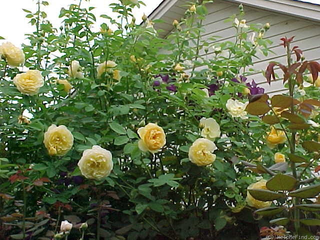 'Graham Thomas' rose photo