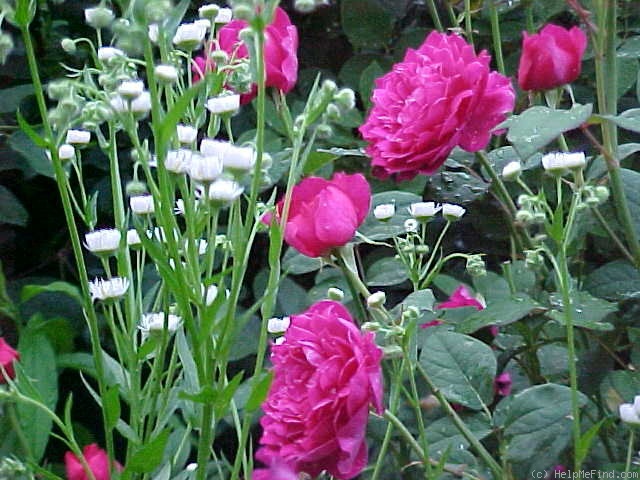 'Sophy's Rose' rose photo