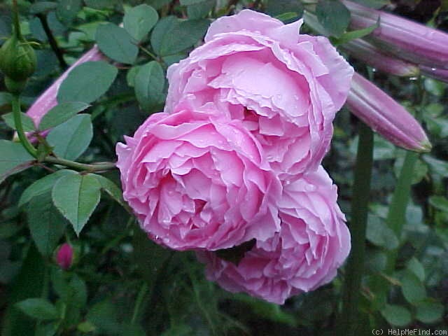 'The Reeve ®' rose photo