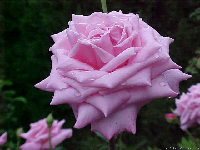 'Belinda's Dream (Shrub, Basye, 1988)' rose photo