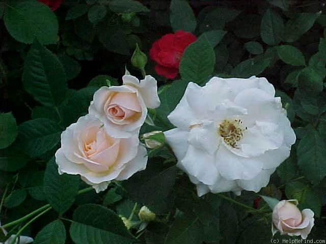 'Pretty Lady ™ (floribunda, Scrivens before 1991)' rose photo