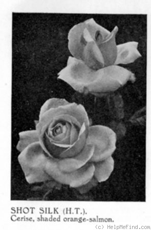'Shot Silk' rose, click to enlarge 'Shot Silk' rose photo