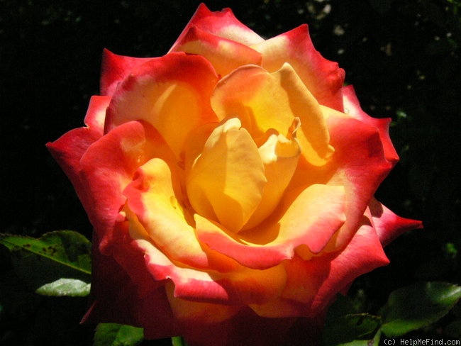 'Mein Muenchen' rose photo