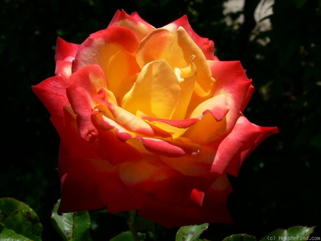 'Mein Muenchen' rose photo