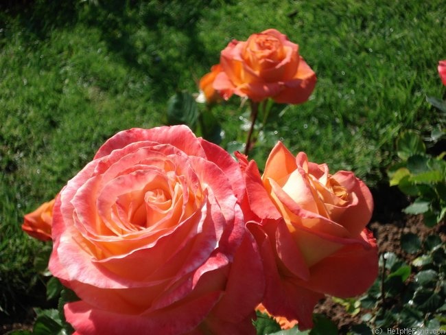 'Exotica ®' rose photo