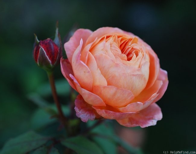 'Lady Emma Hamilton' rose photo