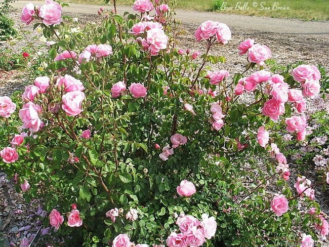 'Bow Bells ™' rose photo