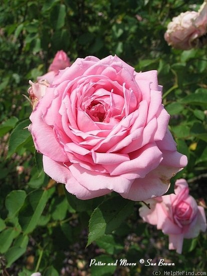 'Potter and Moore ®' rose photo