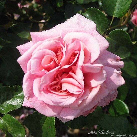 'Aloha (cl. hybrid tea, Boerner before 1949)' rose photo