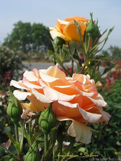 'Anne Harkness (Floribunda, Harkness, 1979)' rose photo