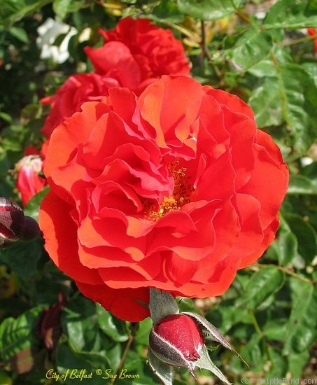 'City of Belfast ®' rose photo