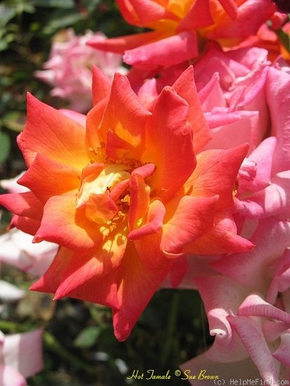 'Hot Tamale' rose photo