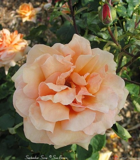 'September Song' rose, click to enlarge 'September Song' rose photo
